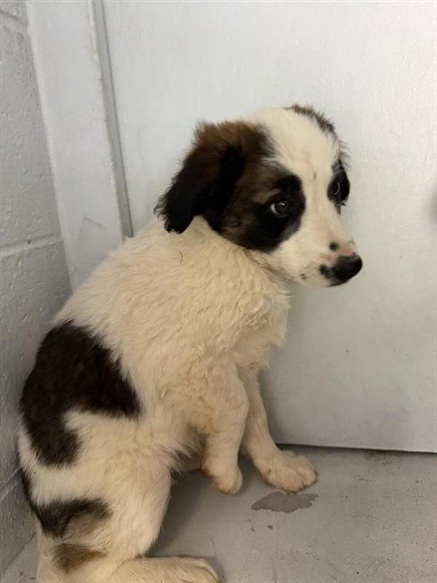 KIWI - Australian Cattle Dog/Blue Heeler available for adoption