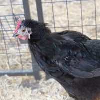 HENNY FROM THE BLOCK - Photo 1