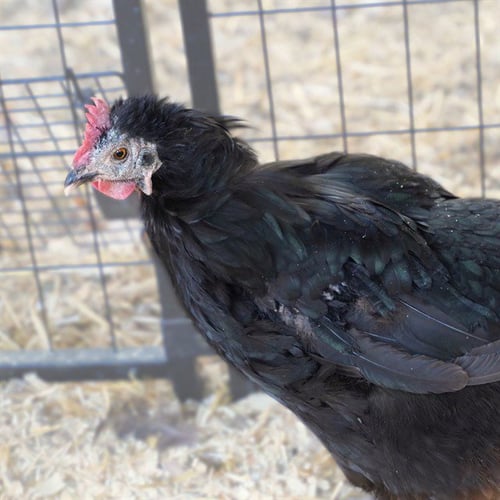 HENNY FROM THE BLOCK - Chicken available for adoption