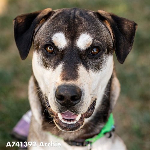 ARCHIE - Siberian Husky / Labrador Retriever available for adoption