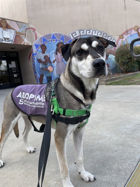 ARCHIE - Siberian Husky / Labrador Retriever available for adoption