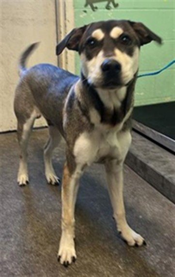 ARCHIE Image