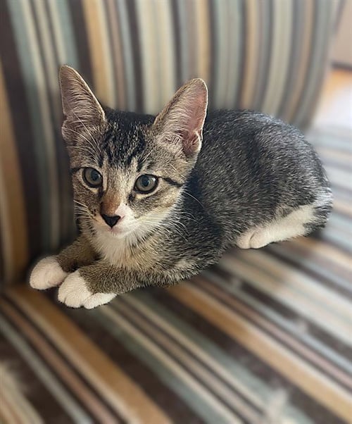 MATCHA - Domestic Short Hair available for adoption