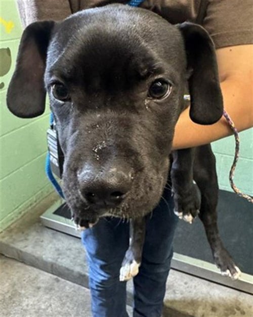 WILLIAMSON - Labrador Retriever available for adoption