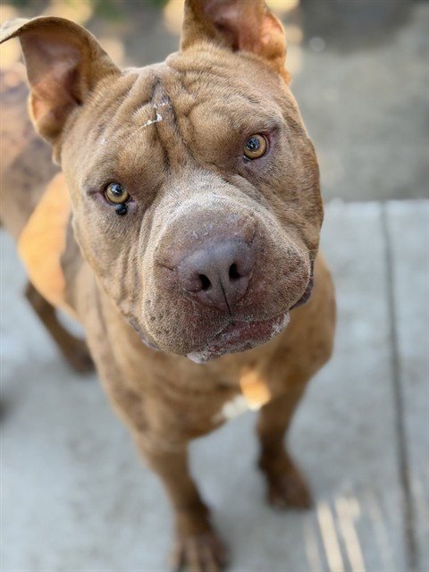 BUBBA - Pit Bull Terrier available for adoption