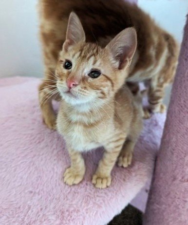 BOBO - Domestic Short Hair available for adoption