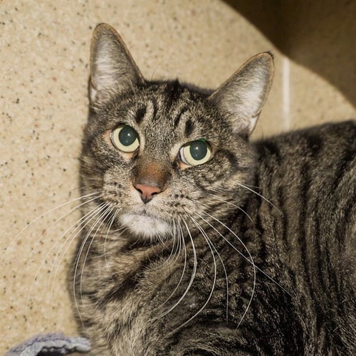 SARDINE - Domestic Short Hair for adoption in Elk Grove