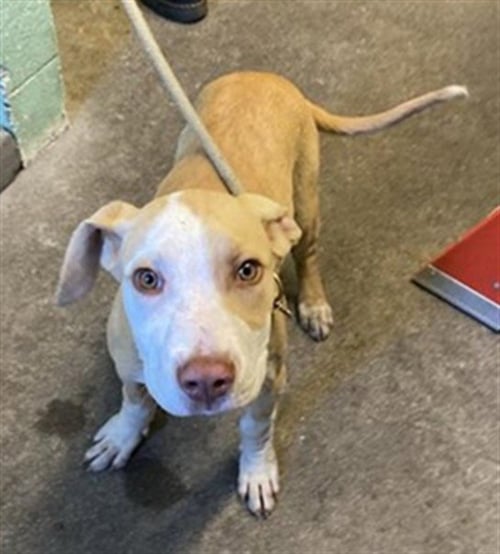 USHI - Pit Bull Terrier available for adoption