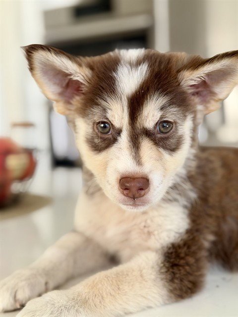 A739961 Image