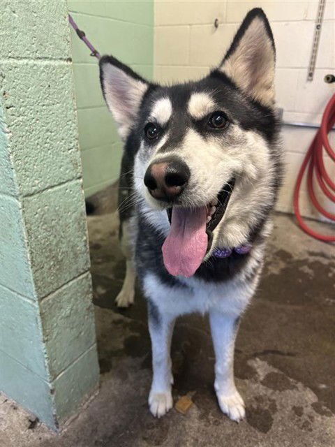 POLLY - Siberian Husky / German Shepherd Dog available for adoption