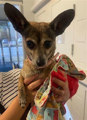 HONEY - Chihuahua available for adoption