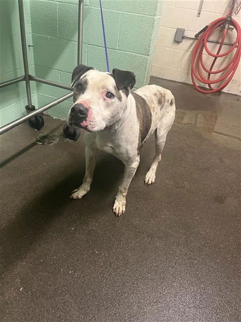 GREGORY - Pit Bull Terrier for adoption in Sacramento