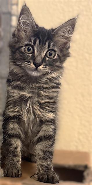 SCRUMBUS - Domestic Short Hair available for adoption