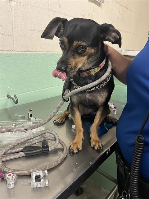 OREO - Chihuahua available for adoption