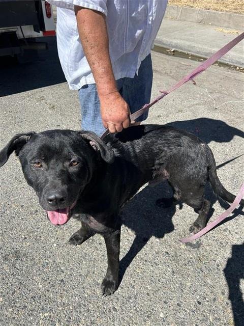 GOOBER - Rottweiler available for adoption