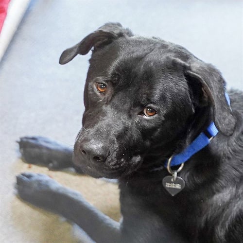 GOOBER - Rottweiler available for adoption