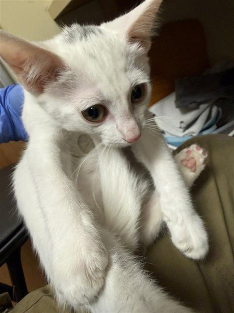 A734754 - Domestic Short Hair available for adoption