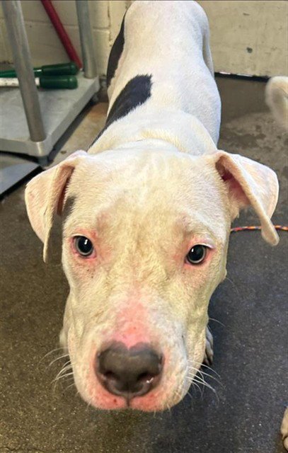 LOVE BUG - Pit Bull Terrier available for adoption