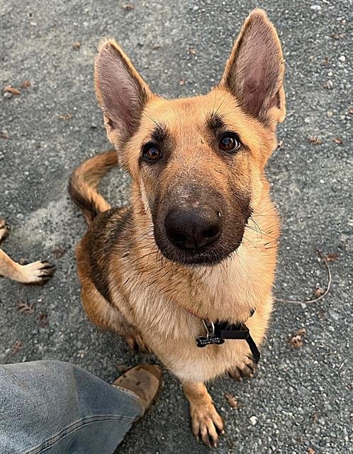 RUNA - German Shepherd Dog available for adoption