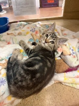 BURGER - Domestic Short Hair available for adoption