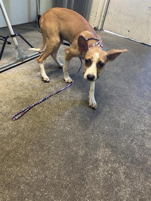 BAINE - Jack Russell Terrier (Parson Russell Terrier) available for adoption