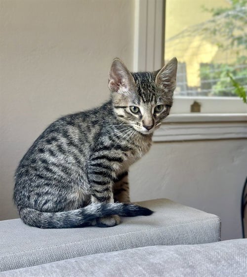 CIRCLE - Domestic Short Hair for adoption in Sacramento