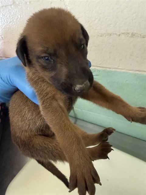 A737694 - Doberman Pinscher available for adoption