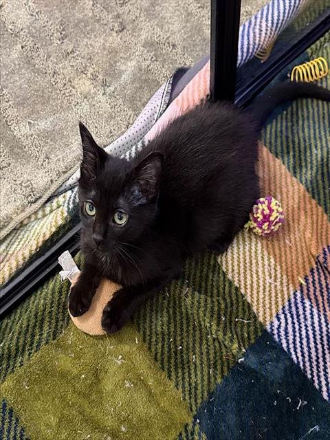 CHARLOTTE - Domestic Short Hair available for adoption