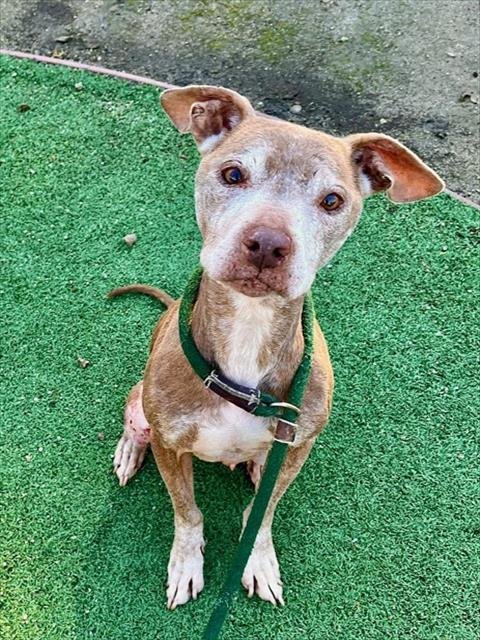 DOOGIE - Pit Bull Terrier available for adoption