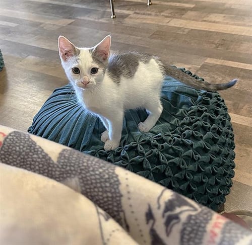 PUA PUA - Domestic Short Hair for adoption in Sacramento