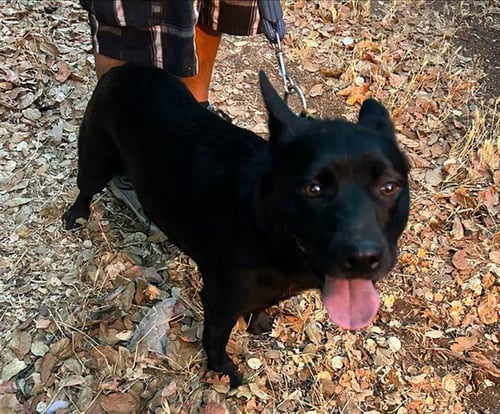 BETTY - German Shepherd Dog available for adoption