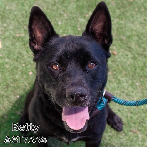 BETTY - German Shepherd Dog available for adoption