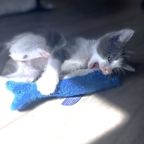 ALLISON - Domestic Short Hair available for adoption