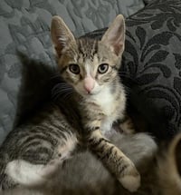 OLIVER - Photo 1