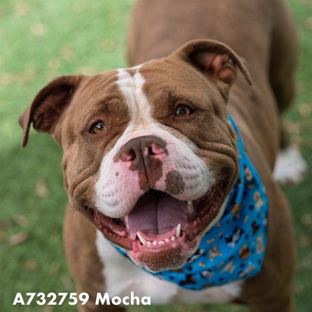 MOCHA Image