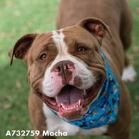 MOCHA - Photo 1