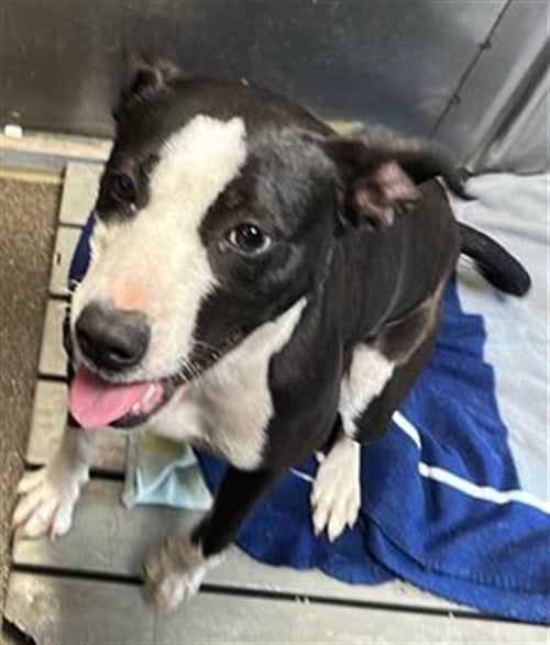 LOYALITY - Pit Bull Terrier available for adoption