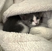 BASIL - Photo 1