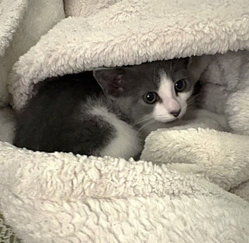 BASIL - Domestic Short Hair available for adoption