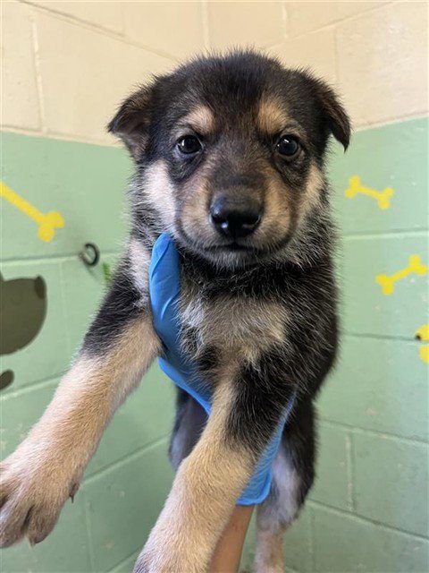 KALI - German Shepherd Dog available for adoption
