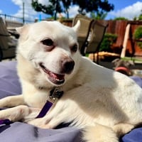 DOLLY - Photo 1