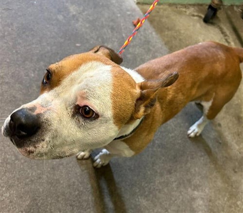 FUNNEL CAKE - Boxer available for adoption