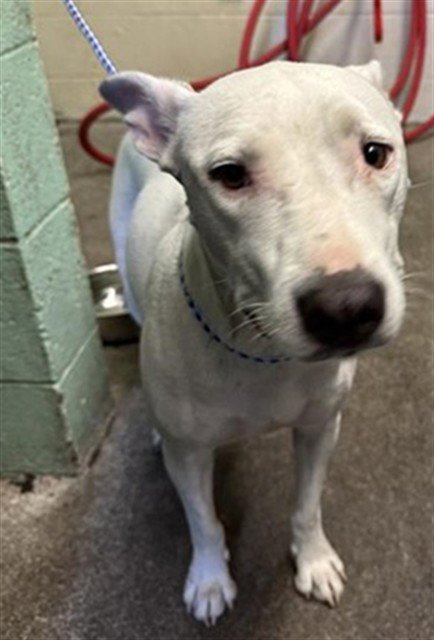 LIL GIRL - Dogo Argentino for adoption in Sacramento