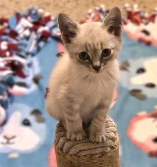 CASPER - Domestic Short Hair available for adoption