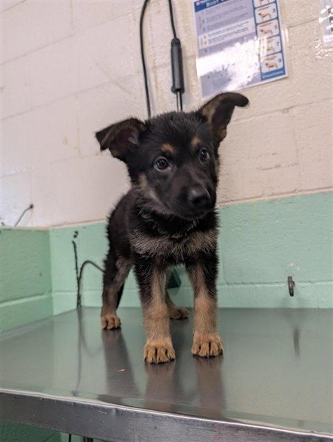 A739720 - German Shepherd Dog available for adoption