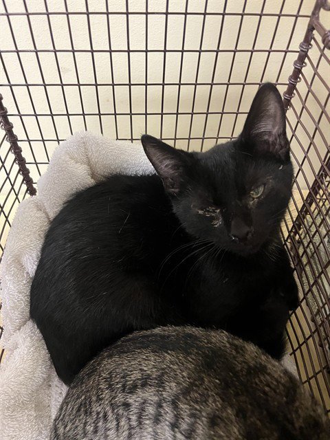 A740015 - Domestic Short Hair available for adoption