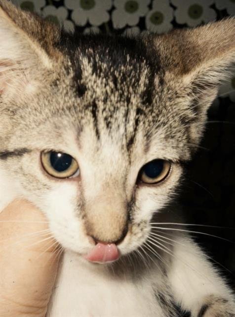 LIGHTENING BOLT - Domestic Short Hair available for adoption
