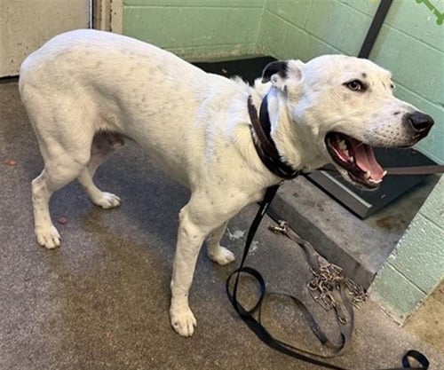 COCO - Labrador Retriever / Dalmatian available for adoption