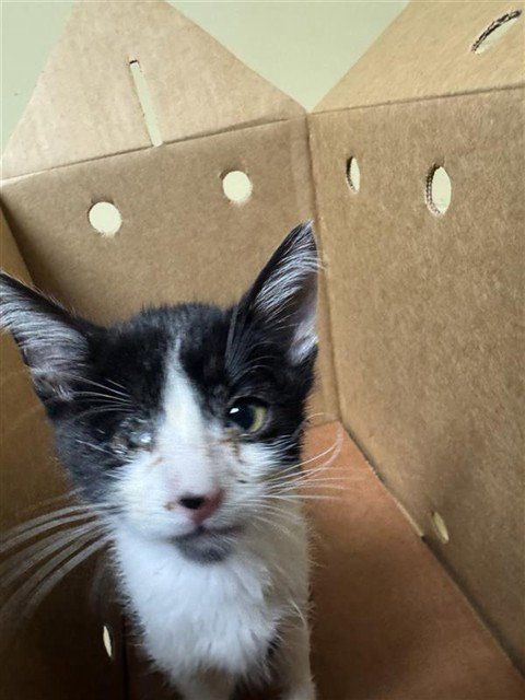 DREW - Domestic Short Hair available for adoption