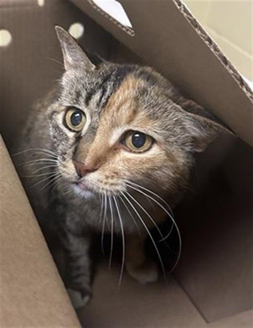 COCO - Domestic Short Hair available for adoption